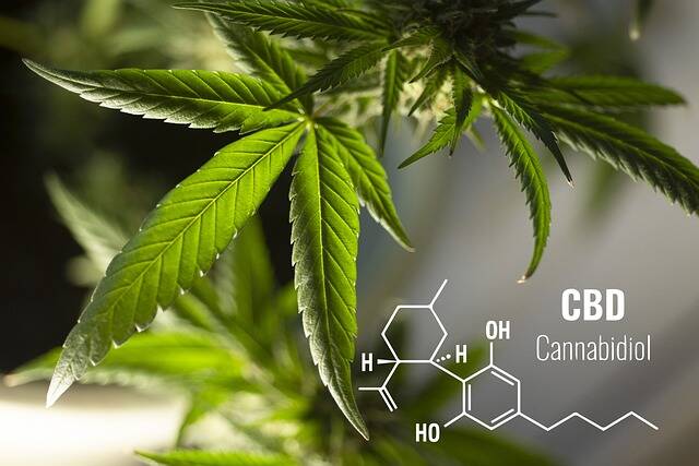 Top 10 Benefits of CBD Oil: Why You Should Incorporate It into Your Daily Routine