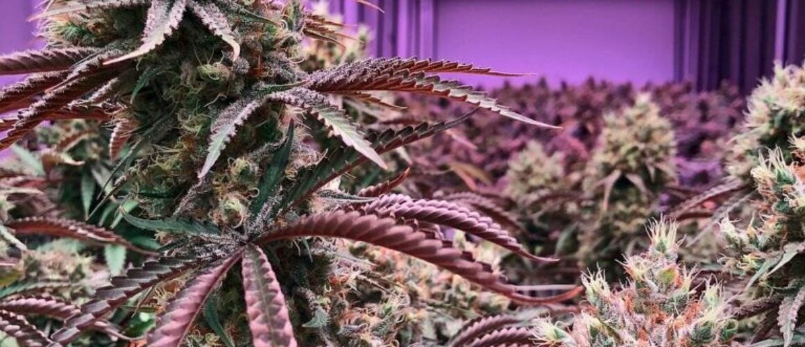 understanding-hemp-derived-thc-what-it-is-and-how-it-differs-from-traditional-thc