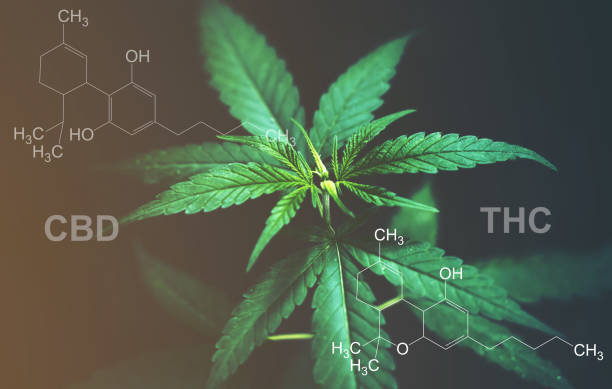 Understanding the Differences Between CBD and THC: A Guide for Boca Raton Residents