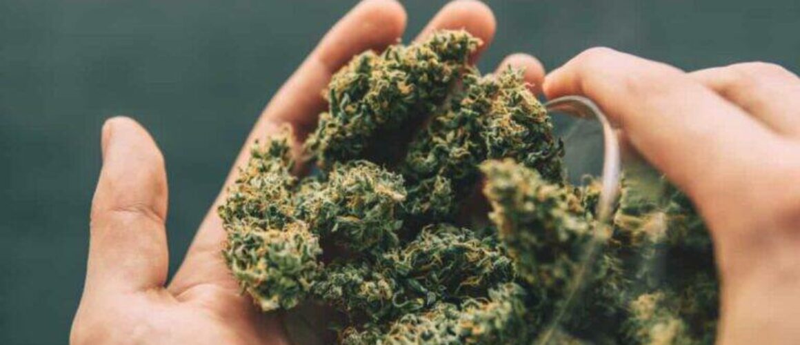 cbd-flower-feel-better-naturally-your-friendly-guide-to-natures-healing-magic