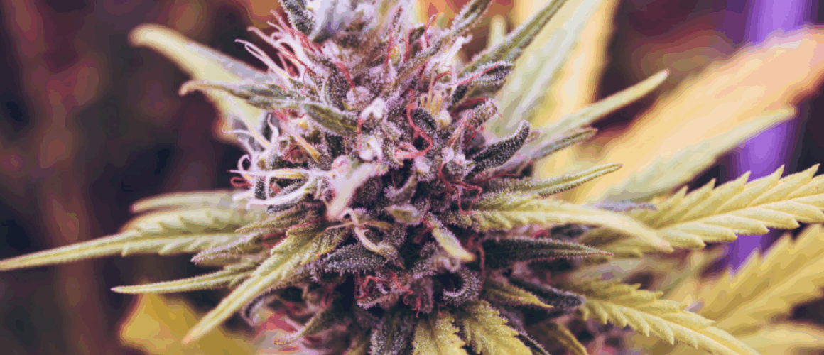 relax-naturally-with-cbd-flower