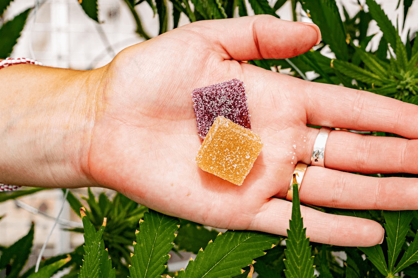 The Buzz on Jelly THC Gummies: A Review You Can’t Miss